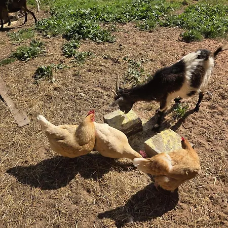 La Parenthese Au Pays Du Daire *